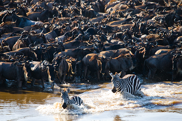 Los ñus y cebras cruzan el río Mara. Safari Nyota